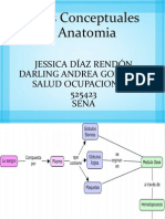 Mapas Conceptuales de Anatomia