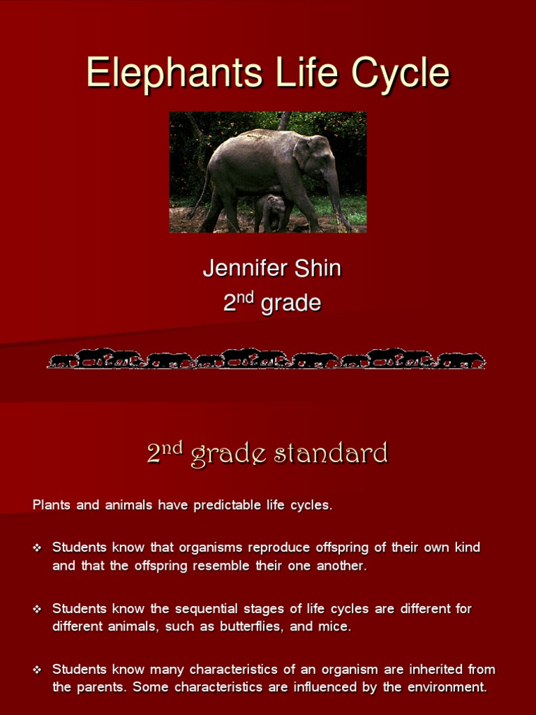 Elephants Lifecycle | Elephant | Herbivorous Animals
