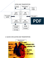 Blood Circulation and Transportion. Vena Cava Pulmonary Vein From Body From Lungs