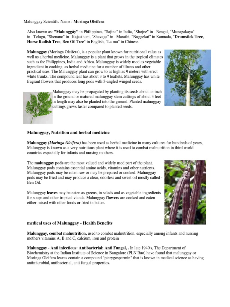 Malunggay Scientific Name PDF Plants Agronomy