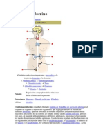 Sistema Endocrinonologico