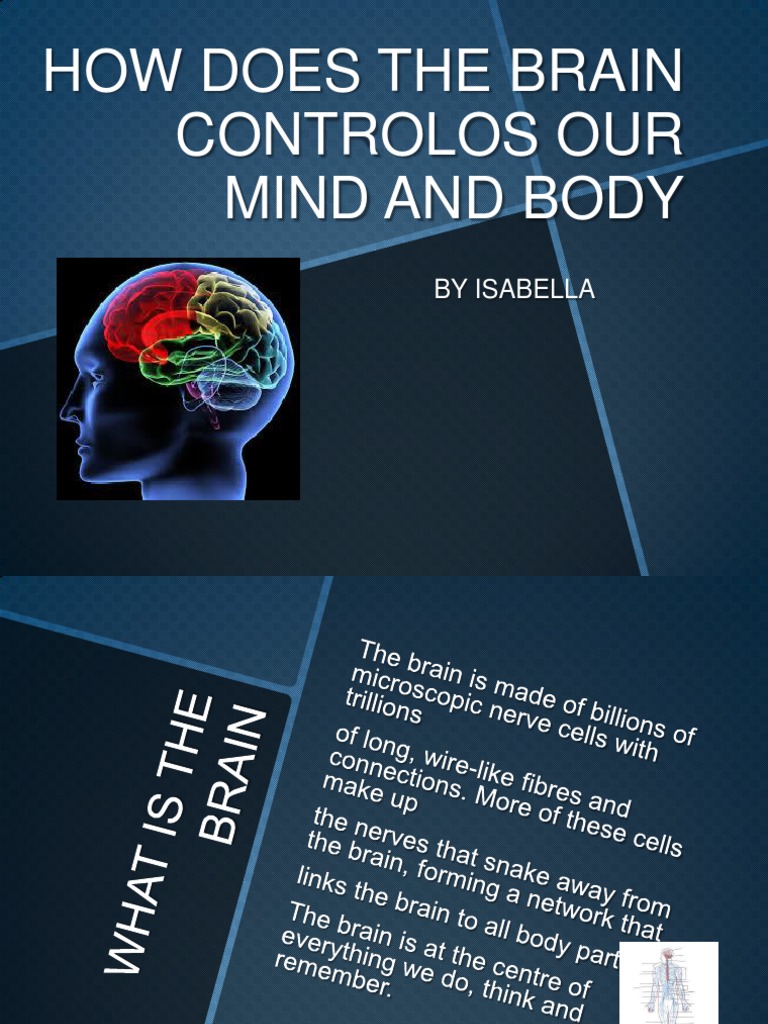 Brain and Nervous System Overview | PDF