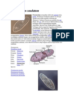Paramecium SP