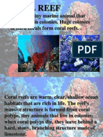 Coral Is A Tiny Marine Animal That Often Lives in Colonies. Huge Colonies of Hard Corals Form Coral Reefs