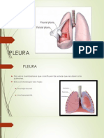 Pleura