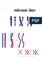 12 Rekombinasi Gen
