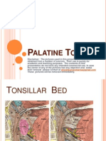 Throat Pharynx Palatine Tonsils ENT Lectures