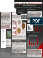 Improved Procedures For The Genetic Transformation of Rhodobacter Capsulatus