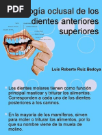 Morfología Oclusal de Los Dientes Anteriores Superiores