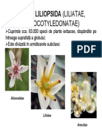 Liliopsida