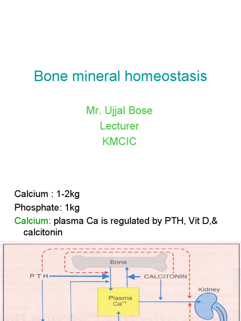 Bone Mineral Homeostasis Overview | PDF | Endocrine System | Glands