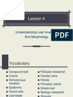 leafanatomy-