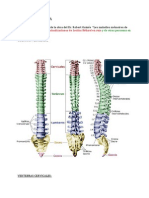 VERTEBRASYCOSTILLAScomplementado1AmigosdeHAMER