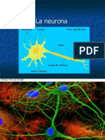 3-Circuitos-neuronales