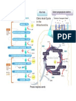 Mind Map of Aerobic Respiration