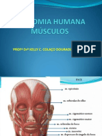 Anatomia_2012__msculos_slides_www_unifev_edu_br.ppt
