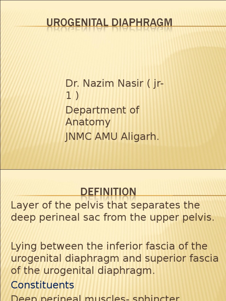 Urogenital Diaphragm Pelvis Human Anatomy