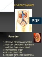 The Urinary System: Kidneys Filter Blood and Produce Urine