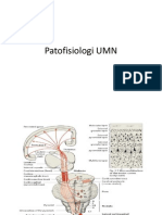 Patofisiologi UMN