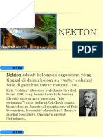 Nekton Di Papua