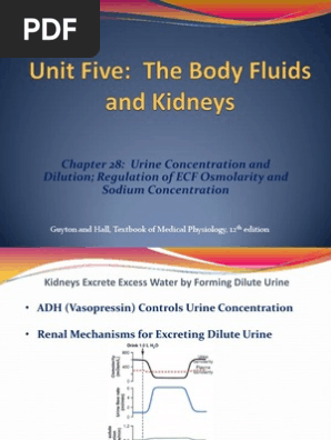 Ch 28 Kidney Physiology