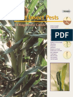 Corn Insect Pests