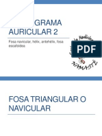 Cartograma auricular 2: Fosa, hélix, antehélix