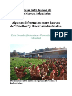 Diferencias Entre Huevos de Criollos y Huevos Industriales