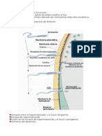 La Fecundación Tiene Tres Funciones