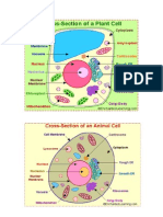 Animal and Plant Cell