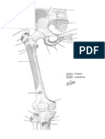 Anatomy Coloring Book Upper Leg & Pelvis Muscle Origin/Insertion