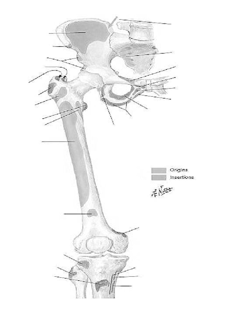Upper Leg Tendon Anatomy / Sartorius Stock Images, Royalty-Free Images