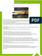 Guía Fitosanitaria16.pdf