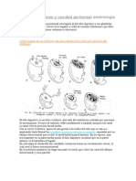 Peritoneo y Cavidad Peritoneal Embriología