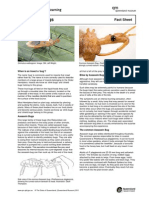 Fact Sheet Assassin Bugs