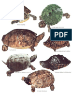 7369570 Longmans Encyclopedia Reptiles