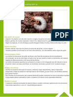 Guía Fitosanitaria11.pdf
