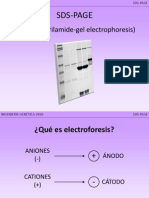 SDS-PAGE Western Blot