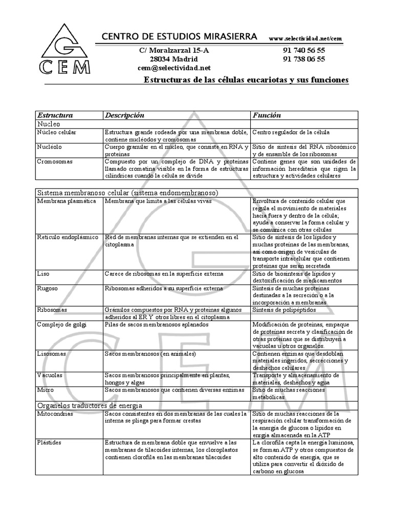 Estructuras y Funciones de Células Eucariotas | PDF | Citoplasma ...