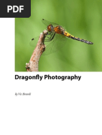 Dragonfly Photography