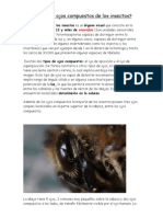 Como Son Los Ojos Compuestos de Los Insectos