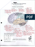 Brain Anatomy Notes
