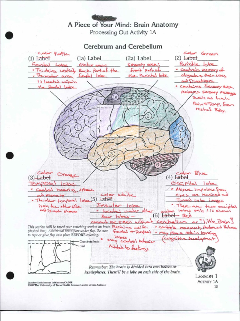 Brain Anatomy Notes | PDF | Language Arts & Discipline