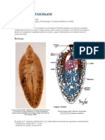 Fasciolosis: Parásito Fasciola hepatica