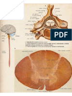 Atlas Do Corpo Humanos 1