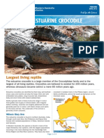 Fact Sheet Estuarine Crocodile