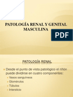 Patologia Renal Genital Masculino