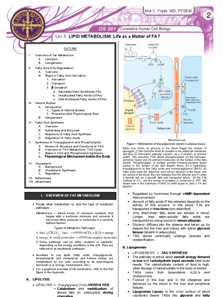 Fatty Acid Metabolism Overview in Hindi | PDF | Lipid | Fatty Acid