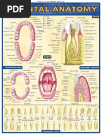 Dental Anatomy Reference Guide - (Malestrom)