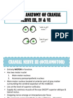 Cranial Nerve 346